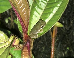 Ptychohyla hypomykter