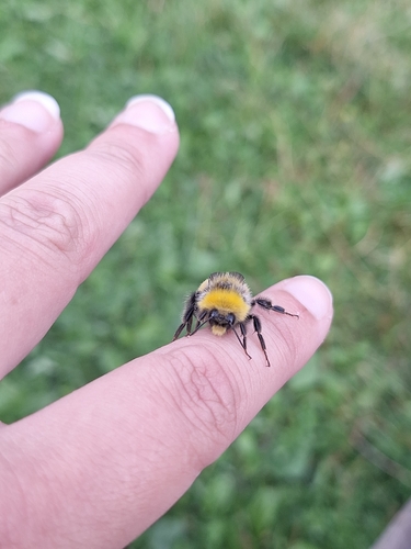 White-tailed Bumble Bee