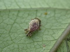 Aneuma compta