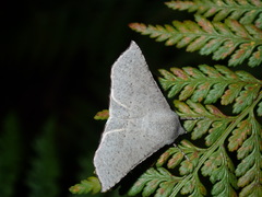 Oenochroma subustaria