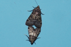 Pyralis manihotalis