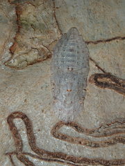 Stenocotini