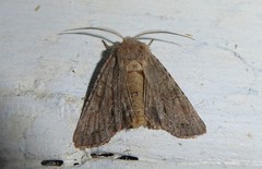 Ichneutica averilla