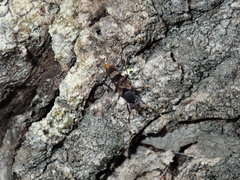 Acupalpa albitarsa
