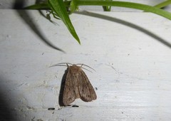 Ichneutica averilla