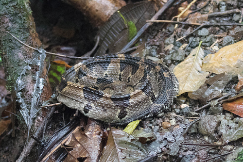 Photo of a Central American Jumping Pit Viper (Metlapilcoatlus mexicanus)