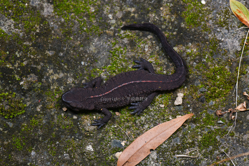 Fujian Warty Newt