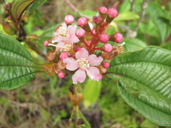 Miconia tococa