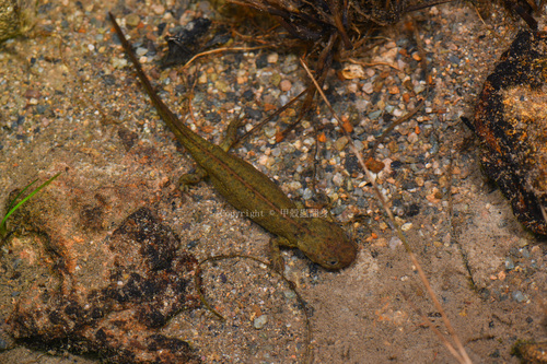 Fuding Fire-bellied Newt