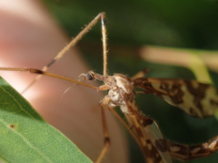 Mischoderus annuliferus