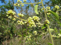 Bredemeyera lucida