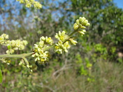Bredemeyera lucida