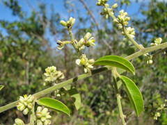 Bredemeyera lucida