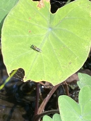 Prosopochrysa vitripennis