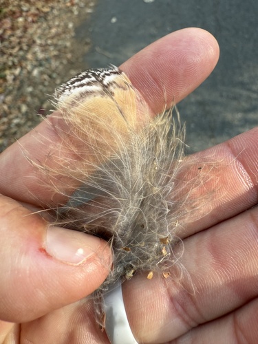 View observation of {o.common_name} on iNaturalist