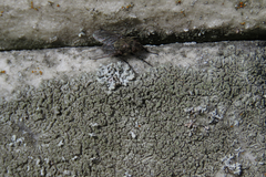 Phaeophyscia adiastola