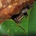 Chapada Rocket Frog - Photo (c) Martin Acosta, some rights reserved (CC BY-NC), uploaded by Martin Acosta