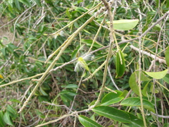 Bredemeyera lucida