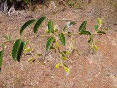 Bredemeyera lucida
