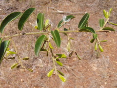 Bredemeyera lucida