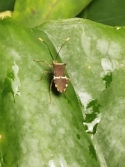 Cletomorpha simulans