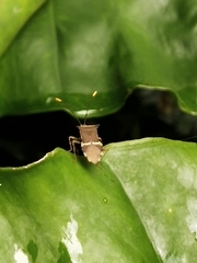 Cletomorpha simulans