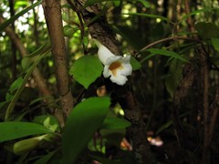 Codonanthe