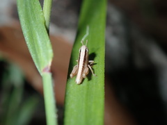 Bermius brachycerus