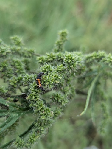 Asian Lady Beetle