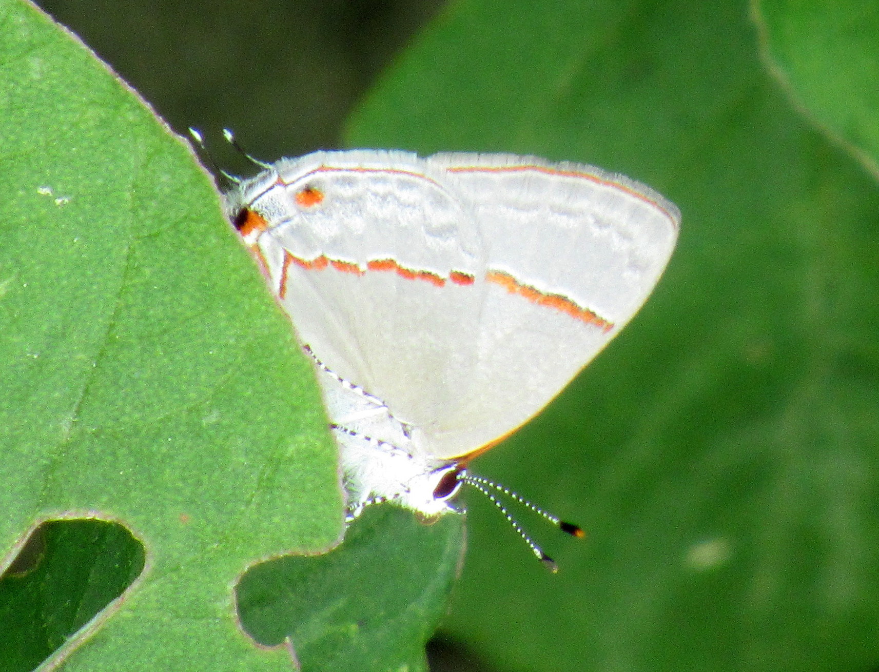 Lycaenidae image