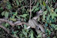 Nyctophilopython oenpelliensis