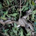 Oenpelli Rock Python - Photo (c) Rob Stone, some rights reserved (CC BY-NC), uploaded by Rob Stone