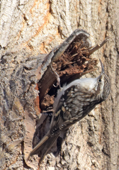 Certhia americana montana