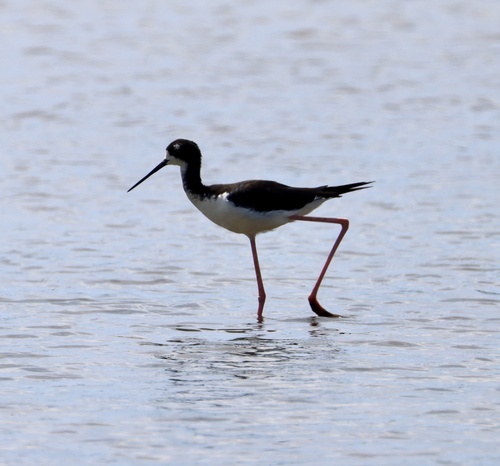 Himantopus mexicanus observed 2025-08-15
