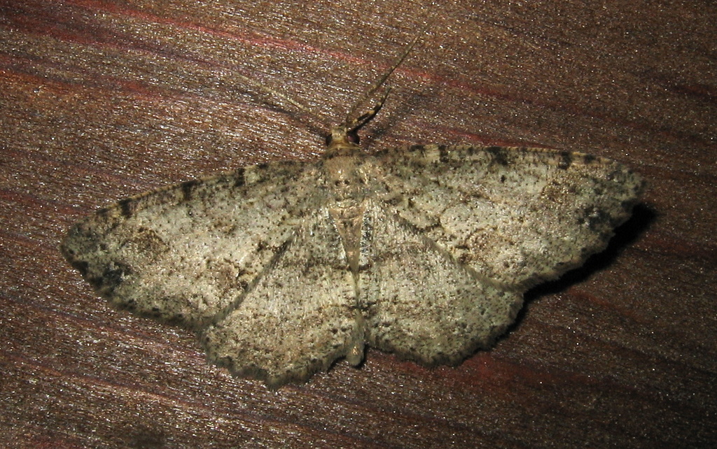 Canadian Melanolophia Moth (Butterflies and Moths of Floracliff Nature