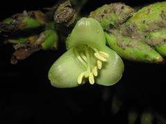 Vriesea