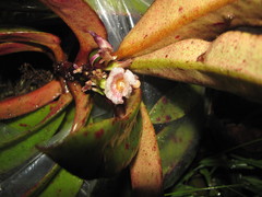 Codonanthopsis