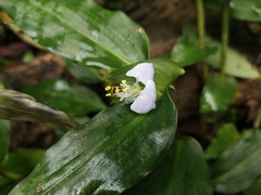Commelina paludosa