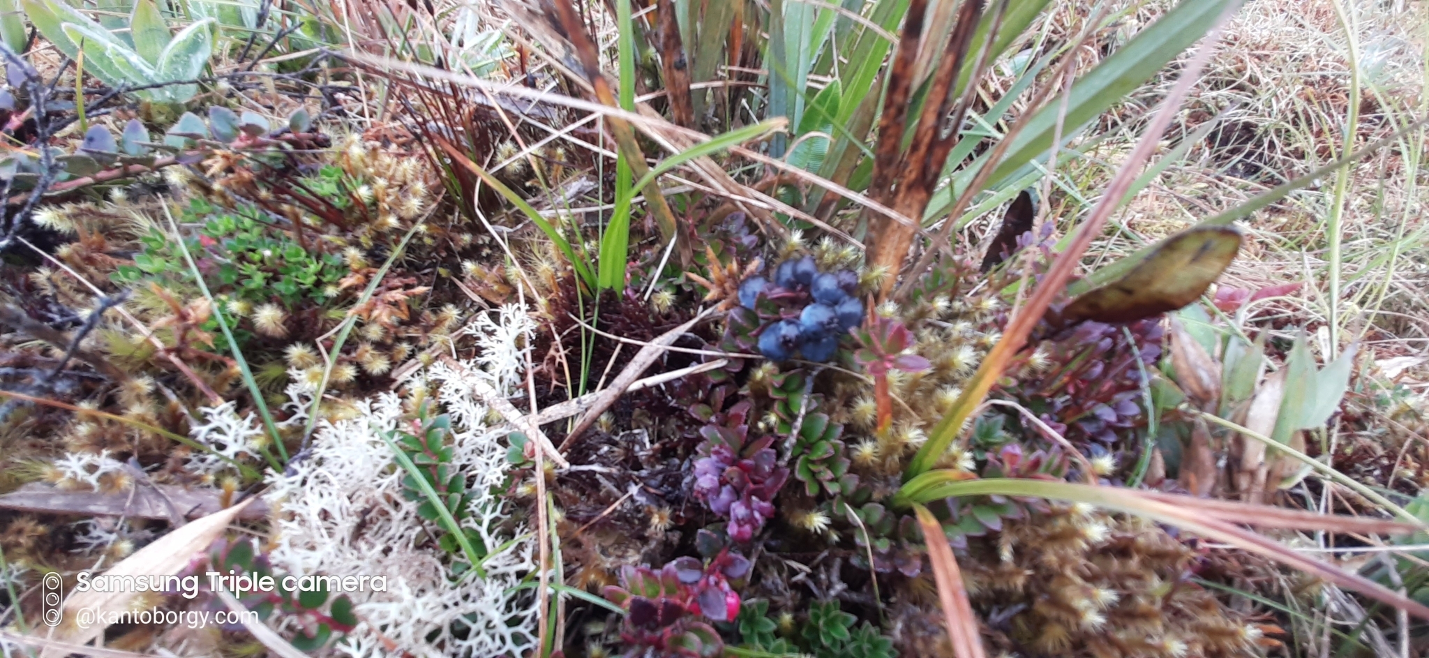 Vaccinium crenatum image