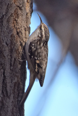 Certhia americana montana
