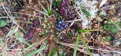 Vaccinium crenatum