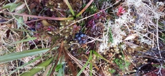 Vaccinium crenatum