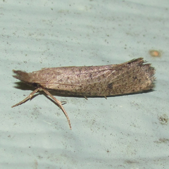 Acrolophus mortipennella