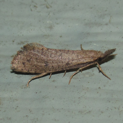 Acrolophus mortipennella
