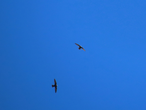 Great Dusky Swift (Cypseloides senex), photo 6