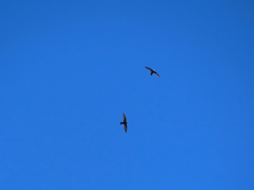 Great Dusky Swift (Cypseloides senex), photo 7