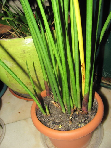 Sansevieria cylindrica 'Patula' 2