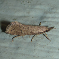 Acrolophus mortipennella