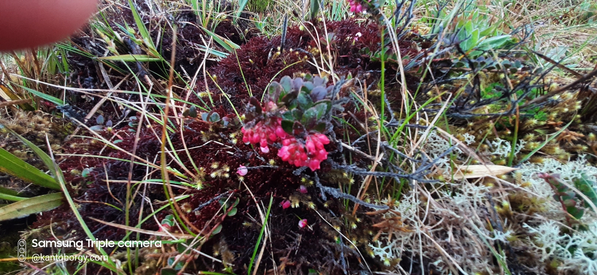 Vaccinium crenatum image