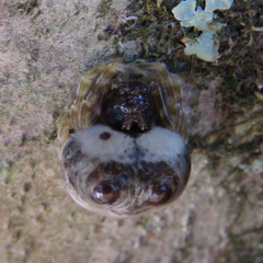 Mastophora hutchinsoni